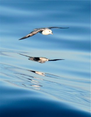 Northern Fulmar SK.JPG