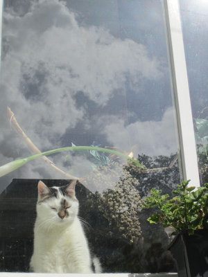 2010 Amsterdam Cat in the Window.NW.jpg