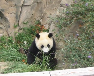 Washington Zoo Panda DPW.JPG