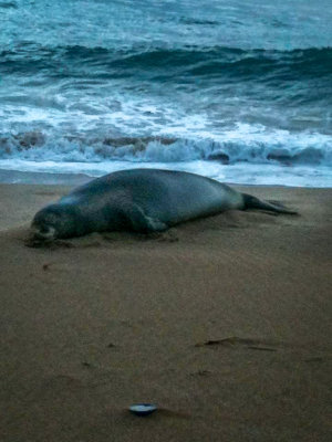 2012 Monk Seal at Kaanapalii Beach AS-2.jpg