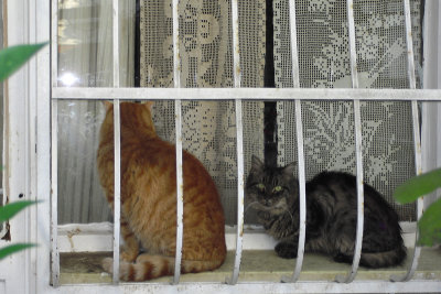 Istanbul Cats in the Window SdV.jpg