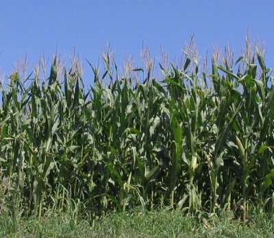 Kansas Corn DPW.JPG