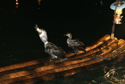 Cormorant Fishing MU.jpg