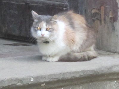 2010 Czernowitz Cat in the Doorway NW.jpg