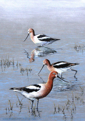 Avocets.jpg