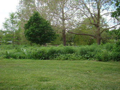 perennial shade garden.jpg