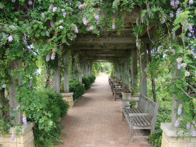 wisteria trellis.jpg