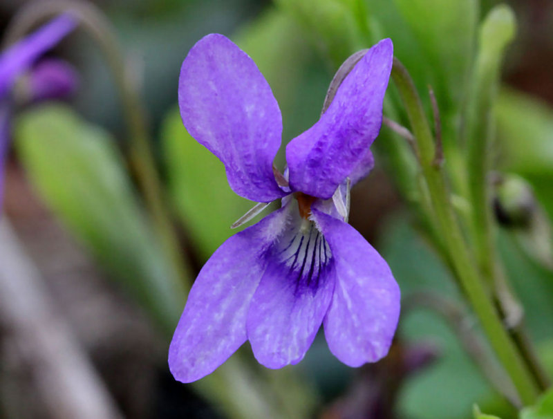 Violet.