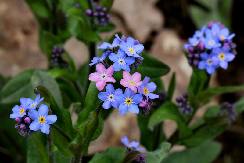Forget-me-nots.