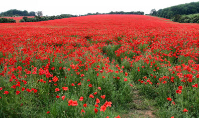 Poppies.