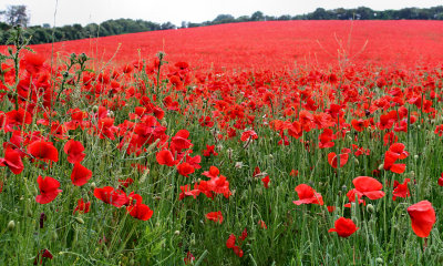 Poppies.