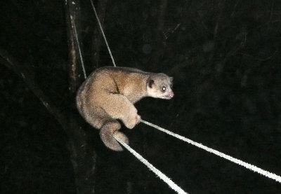 Kinkajou.
