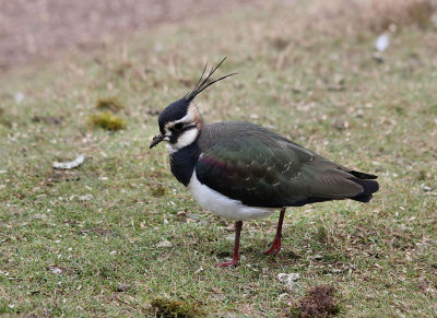 Lapwing.