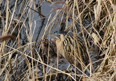 Bittern.