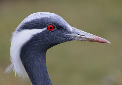 Demoiselle Crane.