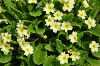 Primroses