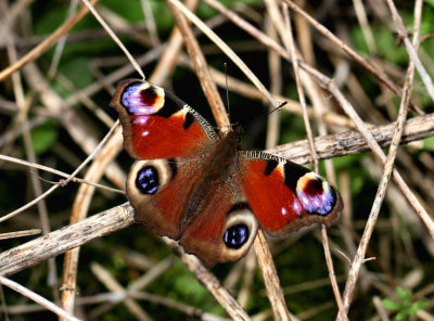 Peacock. 