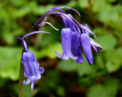 Bluebells.
