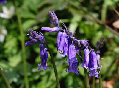 Bluebells.