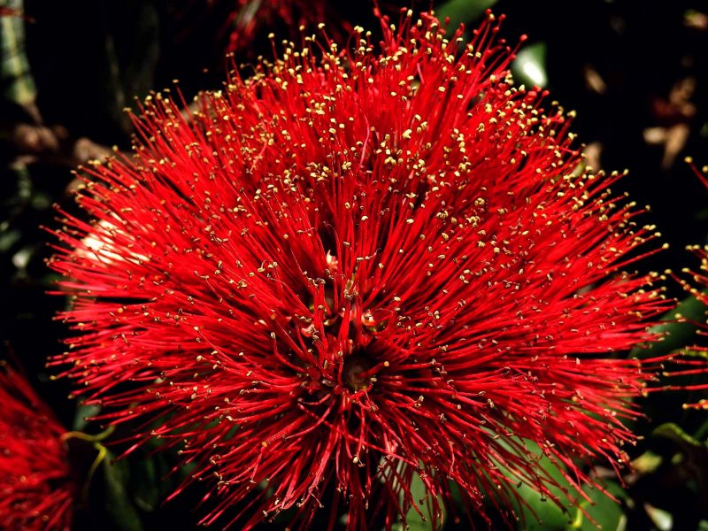 Pohutakawa Blossom