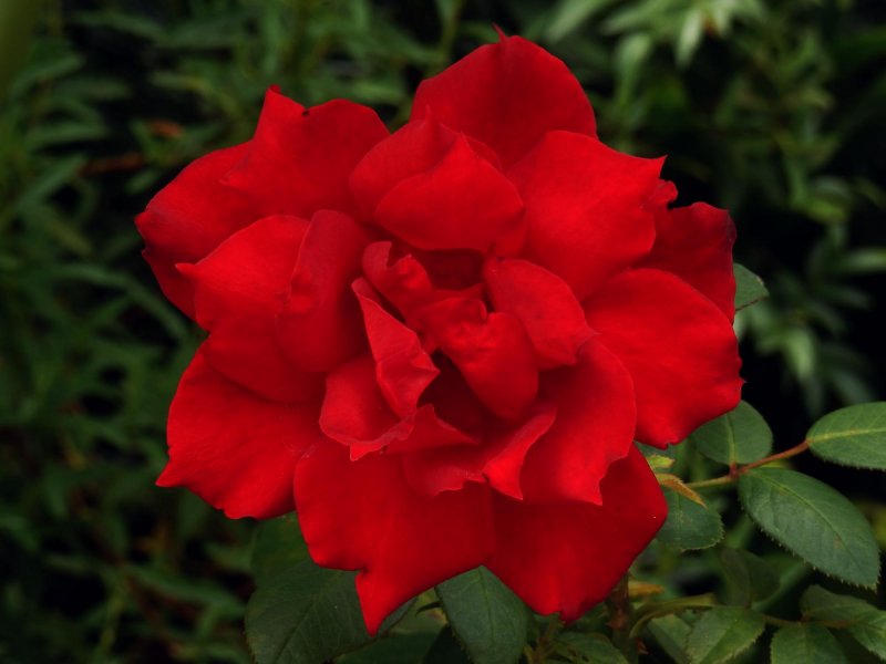 Red Rose at Midday