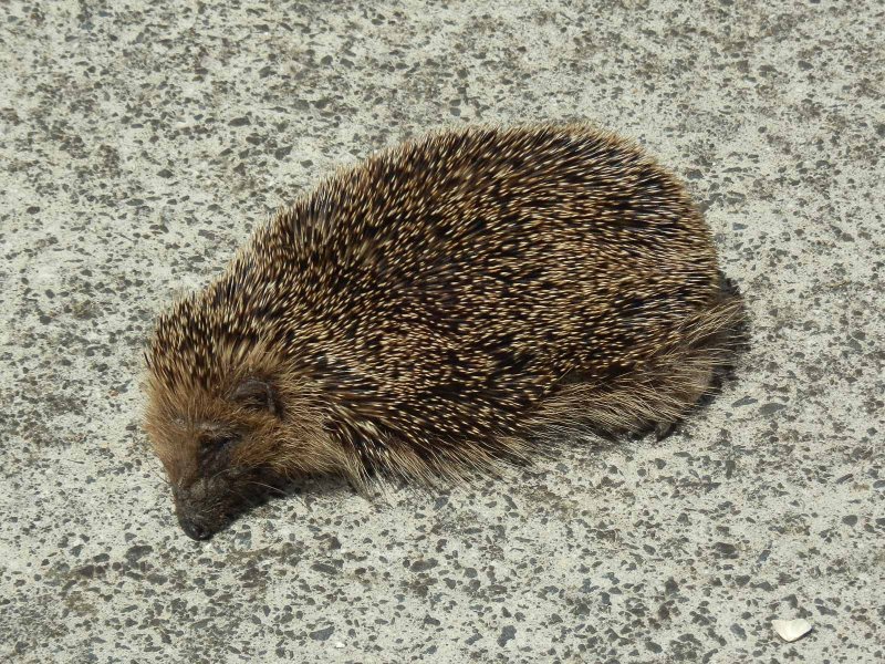 Hedgehog 1
