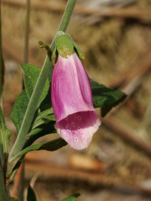 Fox Glove