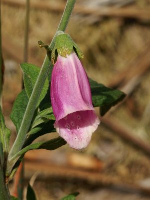 Fox Glove