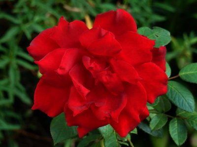 Red Rose in the Evening