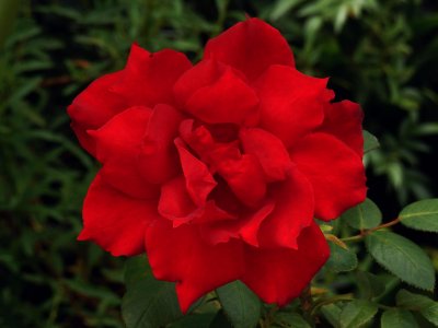 Red Rose at Midday