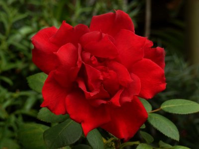 Red Rose in the Early Afternoon