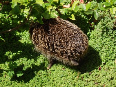 Hedgehog 4
