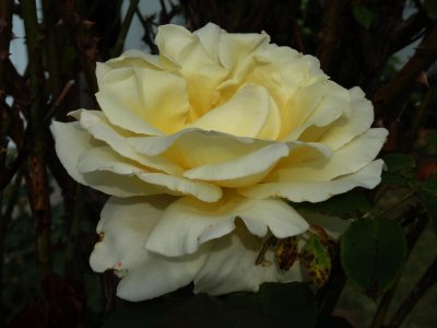 Yellow Rose