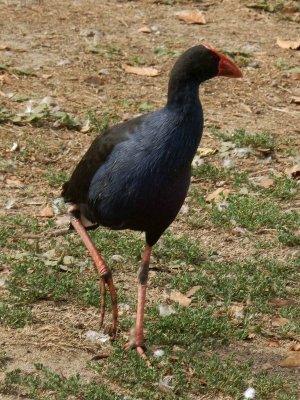 Pukeko 1