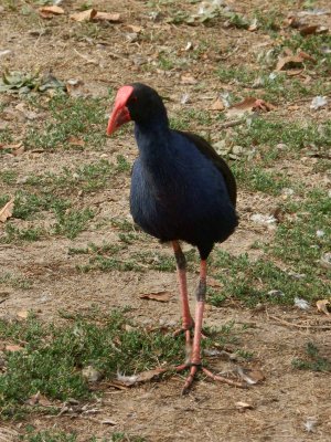 Pukeko 2