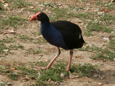 Pukeko 3