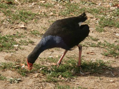 Pukeko 4