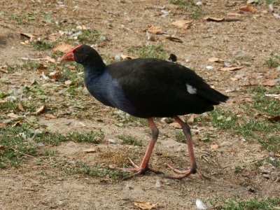 Pukeko 5