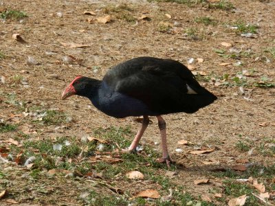 Pukeko 6