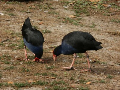 Two Pukekos