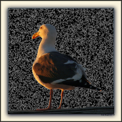 Whom Among Us Knows A Seagull's Mind?
