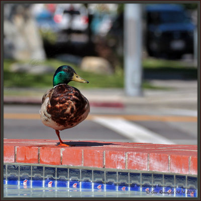 Santa Monica Stop-Over & Swim For A Migrating Mallard 