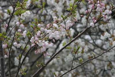 IMG_9877A_resize.jpg