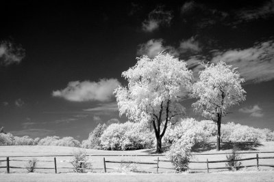 Fenced Trees-5444-2.jpg