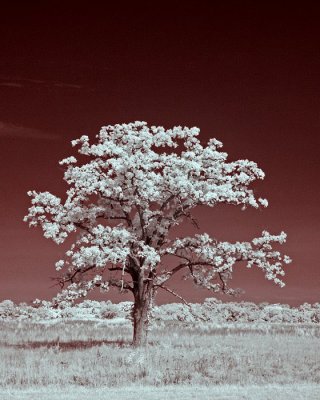 Old Tree-5504.jpg