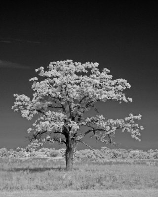 Old Tree-5504-1.jpg