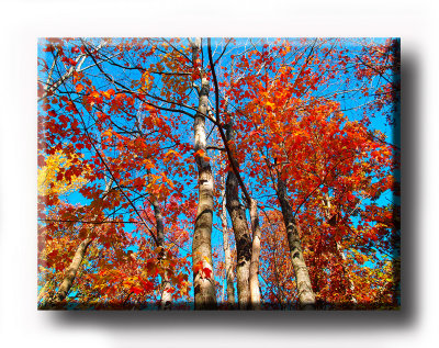 Colors (26).JPG
