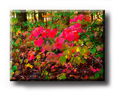 Colors (28).JPG