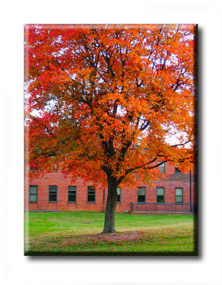 Leaves NC (1).JPG