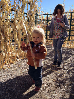 Corn thief